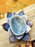 Agate lotus flower 2