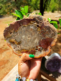 Petrified wood slab