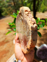 Petrified wood slab