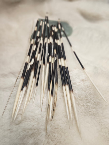 Porcupine Quill (1)