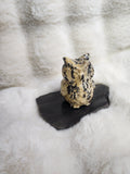 Picture jasper owl