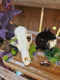 The Veilwalker Fox Scrying Altar