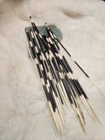 Porcupine Quill (1)