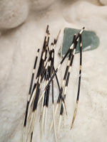 Porcupine Quill (1)