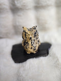 Picture jasper owl